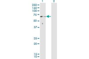 Western Blot analysis of SOCS6 expression in transfected 293T cell line by SOCS6 MaxPab polyclonal antibody. (SOCS6 抗体  (AA 1-535))