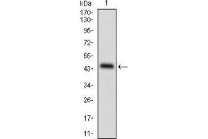 Western blot analysis using PLIN2 mAb against human PLIN2 recombinant protein.