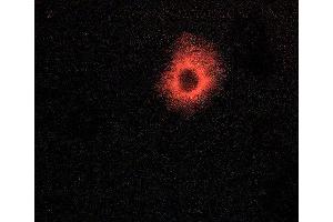 ABIN6269088 staining Hela cells by ICC/IF. (ATP1A1 抗体  (N-Term))