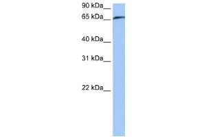 RABGGTA antibody used at 0. (RABGGTA 抗体  (N-Term))