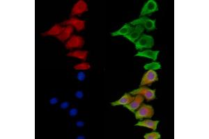 ABIN6264292 and ABIN6278946 staining HepG2 cells by IF/ICC. (PLCH2 抗体  (N-Term))