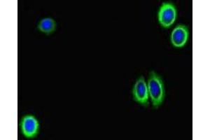Immunofluorescent analysis of HepG2 cells using ABIN7158768 at dilution of 1:100 and Alexa Fluor 488-congugated AffiniPure Goat Anti-Rabbit IgG(H+L) (GAA 抗体  (AA 601-952))