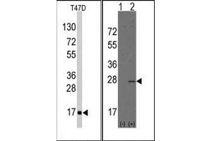 Image no. 1 for anti-Anterior Gradient Homolog 2 (Xenopus Laevis) (AGR2) (N-Term) antibody (ABIN358783) (AGR2 抗体  (N-Term))