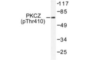 Image no. 1 for anti-Protein Kinase C, zeta (PRKCZ) (pThr410) antibody (ABIN318102) (PKC zeta 抗体  (pThr410))
