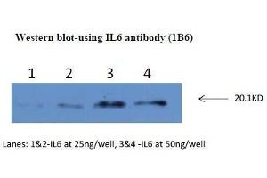 Western Blotting (WB) image for anti-Interleukin 6 (IL6) antibody (ABIN1107857) (IL-6 抗体)