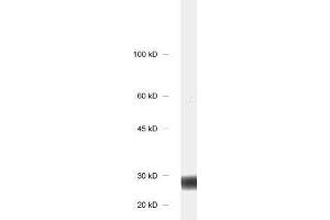 dilution: 1 : 1000, sample: rat brain homogenate (CALB1 抗体)