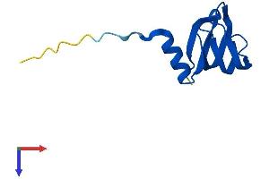 SNRPE Protein (AA 1-92) (His tag)