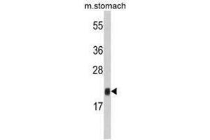 Image no. 1 for anti-FK506 Binding Protein 11, 19 KDa (FKBP11) (N-Term) antibody (ABIN453009) (FKBP11 抗体  (N-Term))