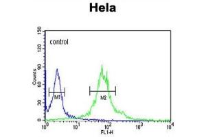 Flow Cytometry (FACS) image for anti-Importin 11 (IPO11) antibody (ABIN3003903) (Importin 11 抗体)