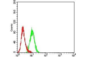 Flow cytometric analysis of Hela cells using AKT1S1 mouse mAb (green) and negative control (red). (PRAS40 抗体  (AA 92-276))