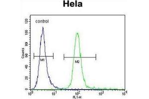 Flow cytometric analysis of Hela cells using  Lactadherin Antibody (C-term) Cat. (MFGE8 抗体  (C-Term))
