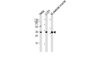 POLR2C 抗体  (C-Term)