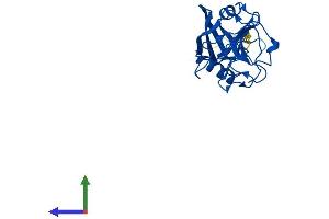 Protein Structure (PS) image for Peptidylprolyl Isomerase C (Cyclophilin C) (PPIC) (AA 1-212) protein (His tag) (ABIN7563086)