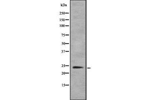 Western blot analysis of TPPP using HeLa whole  lysates. (Tppp 抗体  (N-Term))