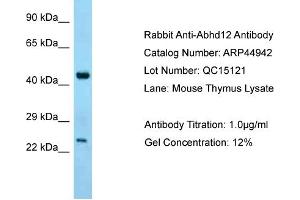 WB Suggested Anti-Abhd12 Antibody   Titration: 1. (ABHD12 抗体  (C-Term))
