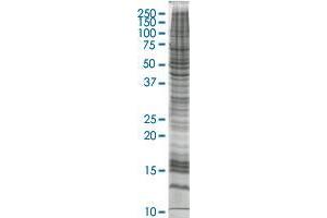 AKAP10 transfected lysate (AKAP10 HEK293 Cell Transient Overexpression Lysate(Non-Denatured))