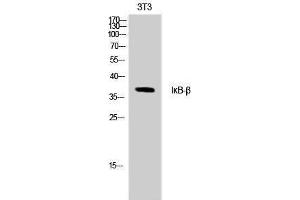 Western Blotting (WB) image for anti-NF-kappa-B inhibitor beta (NFKBIB) (Ser18), (Thr17) antibody (ABIN3180705)