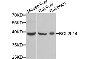 Western blot analysis of extracts of various cell lines, using BCL2L14 antibody. (BCL2L14 抗体)