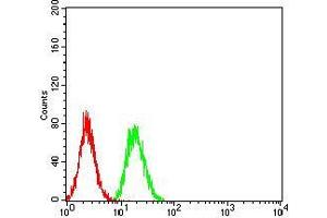 Flow cytometric analysis of Hela cells using TRIM25 mouse mAb (green) and negative control (red). (TRIM25 抗体  (AA 211-360))