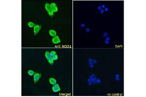 ABIN5539872 Immunofluorescence analysis of paraformaldehyde fixed HepG2 cells, permeabilized with 0. (NQO1 抗体  (Internal Region))
