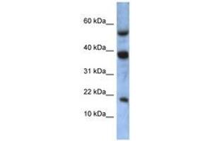 Image no. 1 for anti-Ataxin 7-Like 1 (ATXN7L1) (AA 35-84) antibody (ABIN6741343) (ATXN7L1 抗体  (AA 35-84))