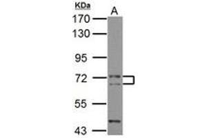 Image no. 1 for anti-Phosphatidylinositol Binding clathrin Assembly Protein (PICALM) (AA 420-646) antibody (ABIN1501903) (PICALM 抗体  (AA 420-646))