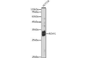 Western blot analysis of extracts of HCT116 cells, using RCHY1 antibody (ABIN7270050) at 1:1000 dilution. (RCHY1 抗体)