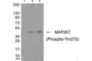 Western blot analysis of extracts from cos-7 cells (Lane 2) and 3T3 cells (Lane 3), using MAP2K7 (Phospho-Thr275) Antibody. (MAP2K7 抗体  (pThr275))