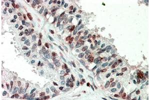 Immunohistochemistry (5μg/ml) staining of paraffin embedded Human Prostate. (ZIC3 抗体  (Internal Region))