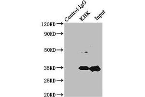 Immunoprecipitating KHK in Mouse liver tissue Lane 1: Rabbit control IgG instead of ABIN7157477 in Mouse liver tissue. (Ketohexokinase 抗体  (AA 1-298))