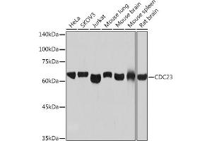 Western blot analysis of extracts of various cell lines, using CDC23 Rabbit mAb (ABIN7266247) at 1:1000 dilution. (CDC23 抗体)