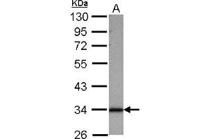 Western Blotting (WB) image for anti-Sideroflexin 1 (SFXN1) (AA 1-186) antibody (ABIN1500906) (SFXN1 抗体  (AA 1-186))
