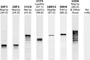 Antibody recognizes a single 57kDa band in blots of whole yeast protein extracts. (Nop5p 抗体)