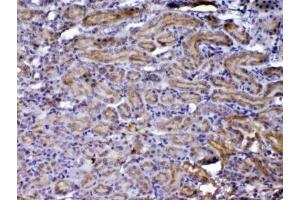 IHC testing of FFPE rat kidney tissue with CCN3 antibody at 1ug/ml. (NOV 抗体  (AA 334-357))