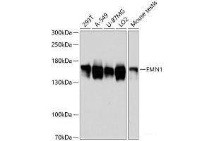 Western blot analysis of extracts of various cell lines using FMN1 Polyclonal Antibody at dilution of 1:3000. (FMN1 抗体)