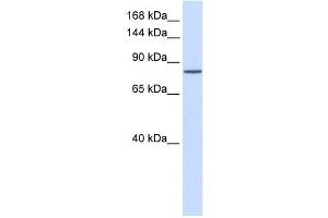 PCDHAC1 antibody used at 1 ug/ml to detect target protein. (PCDHAC1 抗体  (N-Term))