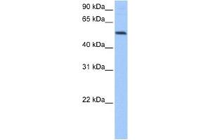 GRSF1 antibody used at 0. (GRSF1 抗体  (Middle Region))