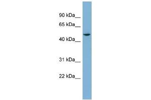 WB Suggested Anti-TUBE1 Antibody Titration: 0. (TUBE1 抗体  (Middle Region))