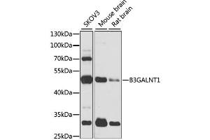 Western blot analysis of extracts of various cell lines, using B3GALNT1 antibody. (B3GALNT1 抗体)