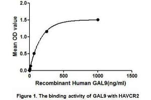 Image no. 1 for Lectin, Galactoside-Binding, Soluble, 9 (LGALS9) (AA 1-355) (Active) protein (His tag,GST tag) (ABIN6239815) (Galectin 9 Protein (AA 1-355) (His tag,GST tag))