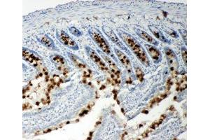 IHC-P: p107 antibody testing of rat intestine tissue (p107 抗体  (C-Term))