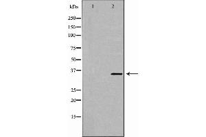 Western blot analysis of Hela whole cell lysates, using WDR5 Antibody. (WDR5 抗体  (N-Term))