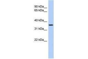 Image no. 1 for anti-Polymerase (RNA) III (DNA Directed) Polypeptide F, 39 KDa (POLR3F) (N-Term) antibody (ABIN6743482) (POLR3F 抗体  (N-Term))