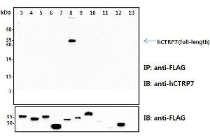 Immunoprecipitation (IP) analysis of the cell lysates from HEK293 cells transfected with empty vector or a panel of the FLAG-tagged CTRP family (full-length) followed by immunoblot analysis using anti-CTRP7 (human), pAb  antibody. (CTRP7 抗体)