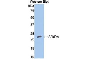 Western blot analysis of recombinant Rabbit BMP4. (BMP4 抗体  (AA 23-204))