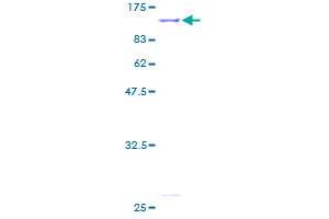 IMMT Protein (AA 1-758) (GST tag)