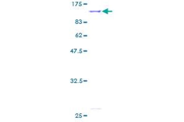 IMMT Protein (AA 1-758) (GST tag)