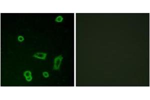 Immunofluorescence (IF) image for anti-G Protein-Coupled Receptor 50 (GPR50) (AA 301-350) antibody (ABIN2890904) (GPR50 抗体  (AA 301-350))