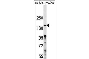 P3K15 Antibody (N-term) (ABIN656257 and ABIN2845573) western blot analysis in mouse Neuro-2a cell line lysates (35 μg/lane). (MAP3K15 抗体  (N-Term))