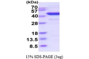 SDS-PAGE (SDS) image for Indoleamine 2,3-Dioxygenase 1 (IDO1) (AA 1-403) (Active) protein (His tag) (ABIN6387937) (IDO1 Protein (AA 1-403) (His tag))